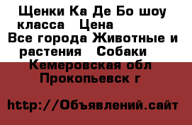 Щенки Ка Де Бо шоу класса › Цена ­ 60 000 - Все города Животные и растения » Собаки   . Кемеровская обл.,Прокопьевск г.